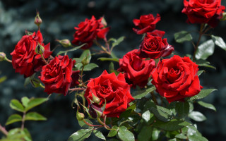 Red roses green leaves garden - a green leafy area free wallpaper