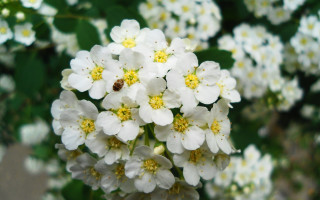 White flowers garden macro bokeh - a bug free wallpaper