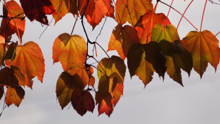 Fall leaves branch umbrella kimono - color free wallpaper