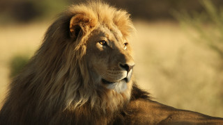 Lion mane standing grass wildlife - a long mane free wallpaper