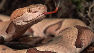 Snake red tongue curled up - a red tongue free wallpaper