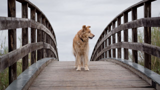 Dog bridge camera distant tilt - a bridge free wallpaper