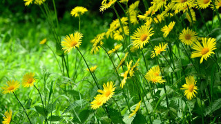 Yellow flower field green grass 2 - green grass and trees free wallpaper