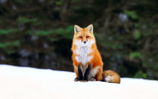 Red fox snowy forest bokeh 2 - a red fox free wallpaper
