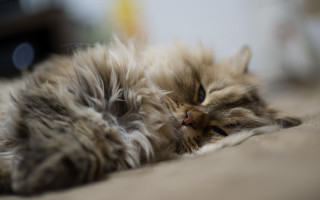Fluffy cat sleeping floor blurry - fluffy free wallpaper