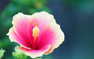 Pink flower yellow center green 23 - a green stem free wallpaper