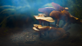 Mushrooms blue light forest night - a group of mushrooms free wallpaper