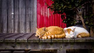 Two cats red wall wooden - david annand free wallpaper