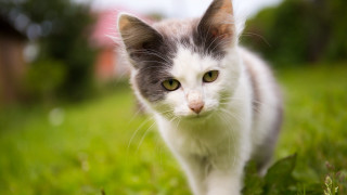 Cat green field house bokeh - a lush green field of grass free wallpaper