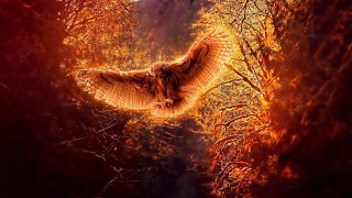 Bird flying forest night orange - orange glow free wallpaper