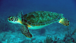 Green turtle ocean coral reef - bioluminescence free wallpaper