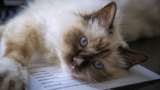 Cat papers desk blueeyes blurry - paper free wallpaper