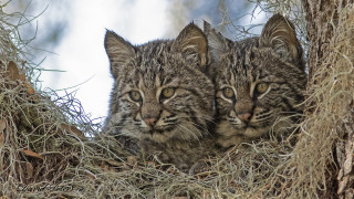 Kittens in tree looking out - two kitten free wallpaper