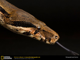 Snake cobra black background water - a snake free wallpaper