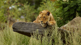 Lion resting log tall grass - a log free wallpaper for desktop