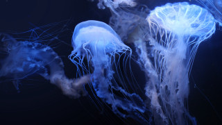 Jellyfish biolu minescent ocean dark - bioluminescence free wallpaper