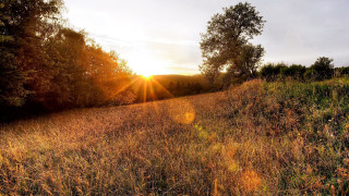 Autumn sunset forest lensflare nature - sunrise time free wallpaper