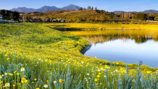 Flower field lake mountains fence - the hill free wallpaper