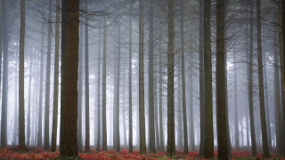 Foggy bamboo rose forest matte - fog free wallpaper