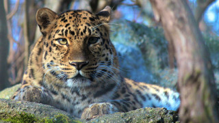 Leopard woods serious focus blurry - a leopard free wallpaper