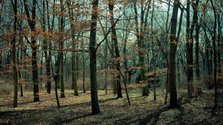 Autumn forest bench nature city - lot of trees free wallpaper