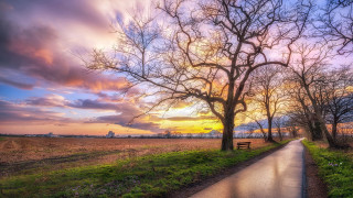 Sunset path tree lined field - a bench in the foreground free wallpaper for desktop