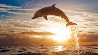 Dolphin sunset beach rayonism digital - a dolphin free wallpaper