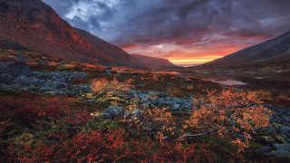 Mountain sunset lake bush flowers - a few bush free wallpaper