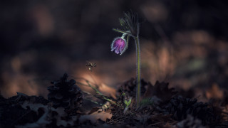 Flower bee macro leaves grass - free nature wallpaper