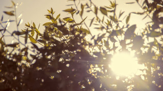 Sunlight leaves branches autumn blurry - a sun free wallpaper for desktop