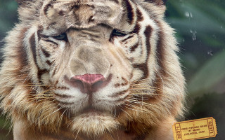 Tiger ear tag blurry background - a tag free wallpaper