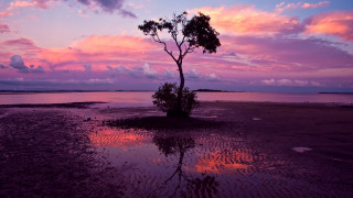 Tree water sunset pink horizon - the middle of a body free wallpaper