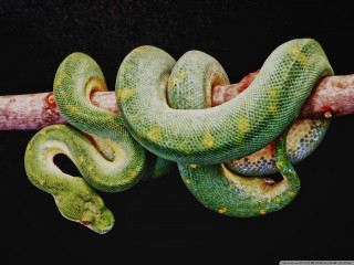 Green snake branch tongue out - free textures wallpaper for desktop