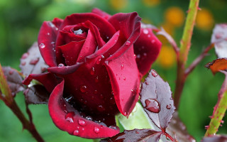 Red rose water droplets bokeh 5 - a red rose free wallpaper