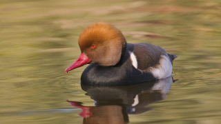 Duck red head swimming water 2 - the surface free wallpaper