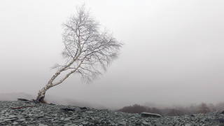 Lone tree rocky hillside foggy - a rocky hillside free wallpaper
