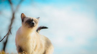 Cat field tree sky renaissance - field next free wallpaper