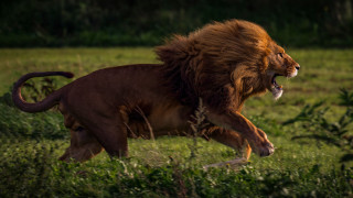 Lion attack wildlife photorealistic forest - a lion free wallpaper for desktop