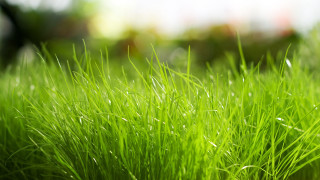Green grass field blurry background - the background and a building in the background free wallpaper