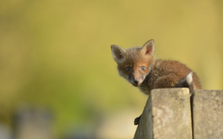 Curious fox cub fence post - andrew geddes free wallpaper