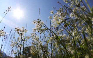 Flowers sunshine blooming park nature - anamorphic free wallpaper