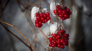 Berries snow ice macro ecological - snow and ice free wallpaper for desktop