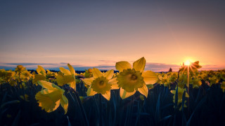 Field sunset yellow flowers sky - yellow flower free wallpaper