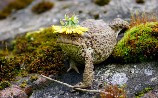 Frog flower moss rock photorealistic - free nature wallpaper