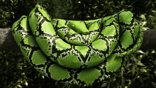 Green snake black white pattern - a green snake free wallpaper
