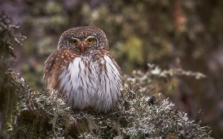 Small owl forest branch serious - a tree branch in the forest free wallpaper