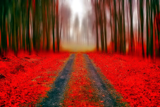 Red black forest road autumn - autumn free wallpaper for desktop