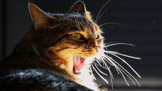 Cat open mouth teeth sharp 2 - mouth free wallpaper