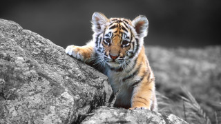 Tiger cub climbing rock black 5 - a tiger cub free wallpaper
