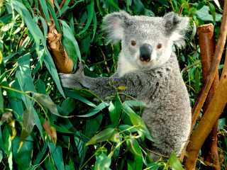 Koala sitting tree eating leaves - a koala bear free wallpaper